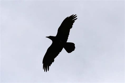 Black Bird Flying Silhouette