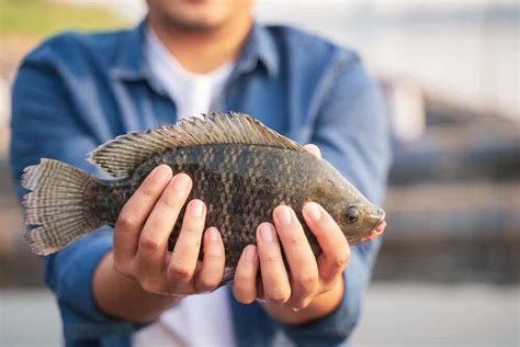 Is Tilapia A Real Fish Explained 2022