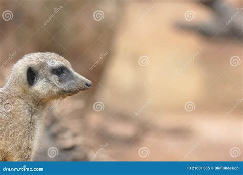 Meerkat Stock Image Image Of Carnivore African Color 21681385