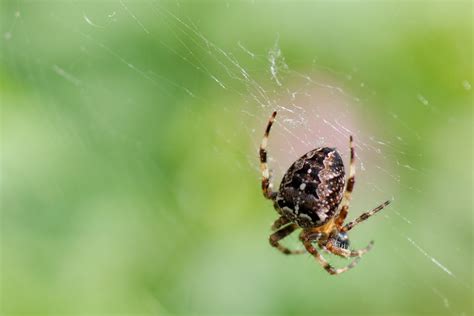 Garden Spider Araneus Diadematus