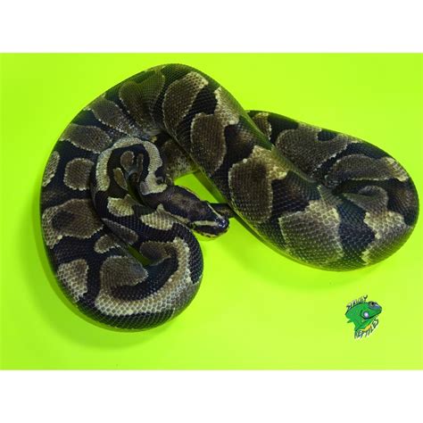 Mckenzie Enchi Spark Ball Python Juvenile Special Strictly Reptiles