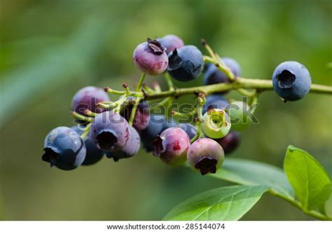 Ripe Unripe Blueberry Fruits On Bush Stock Photo Edit Now 285144074