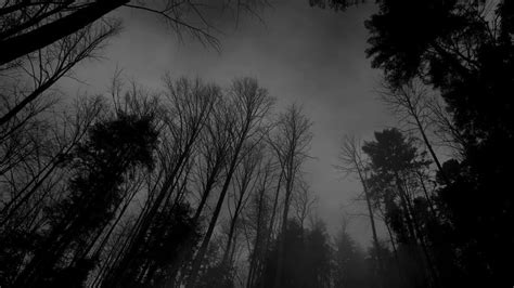 Amazing Dark Forest Wallpaper Posted By Michelle Cunningham