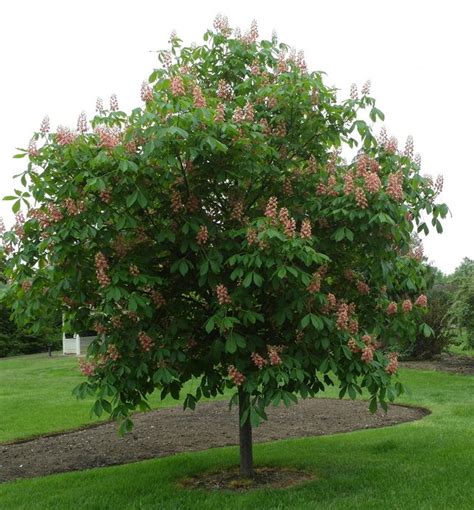 The horse chestnut tree the canopy or crown of the horsechestnut tree is round/oval in shape. Fort McNair Horse Chestnut Tree Form | Natorp's Online ...