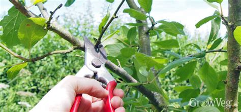 The only other reason to cut them is if the branch is dead or damaged. The Benefits of Pruning Apple and Pear Trees in Summer