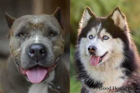 Pitbull Husky Mix Everything You Need To Know