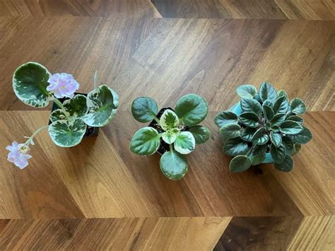 All About Amazing African Violet Varieties Sizes Colors And Shapes