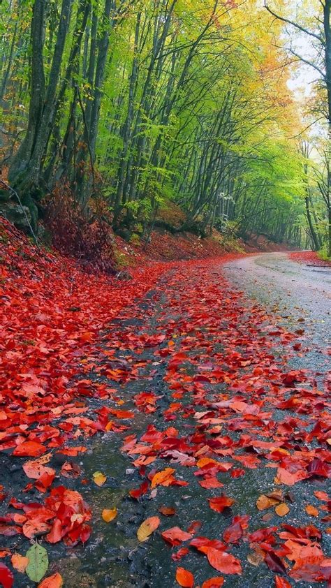 1080x1920 Road Leaves Trees Wallpaper Coolwallpapersme