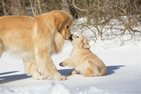 Golden Retriever Mother And Pup Massachusetts Usa Photograph By Lynn