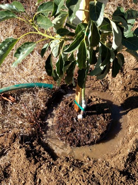 How To Water A Newly Planted Avocado Tree Greg Alders Yard Posts