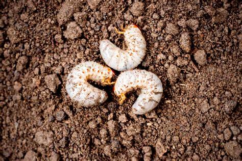 Lawn Grub Treatment How To Control Grubs For A Healthy Lawn All