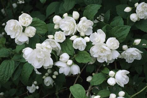 Image Result For White Blooming Shrubs That Smell Amazing White