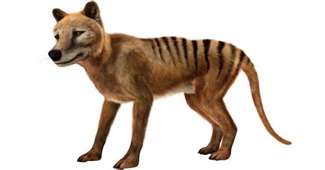 People Have Reportedly Spotted The Tasmanian Tiger 80 Years After Its