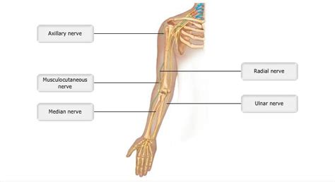 Nerves Of The Leg Labeled - slideshare