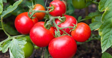 Mountain Fresh Plus Tomato Growing Guide The Garden Magazine