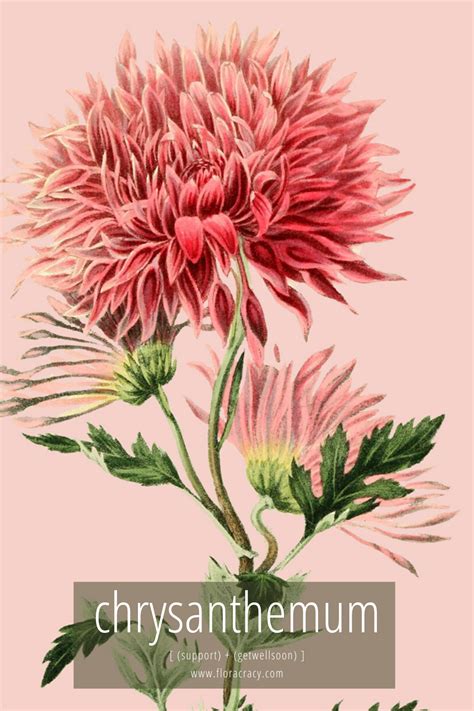 Chrysanthemum Flower Meaning Flower Meanings Beautiful Flower