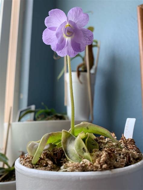 Pings are carnivorous plants which make ideal windowsill plants. Pinguicula primuliflora 'Rose' - FlyTrapCare Forums