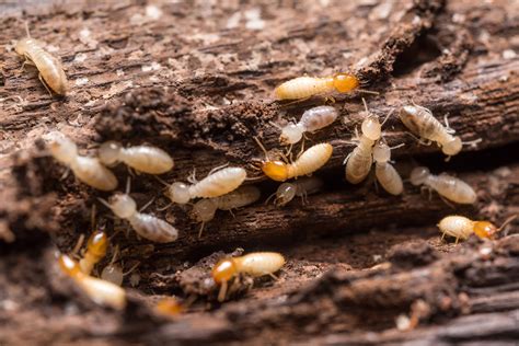 Diy Termite Treatments Magic Pest Phoenix And Gilbert Pest Control