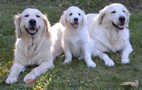Browse thru our id verified puppy for sale listings to find your perfect puppy in your area. Golden Retriever Puppies For Sale in New York, NY in 2020 ...