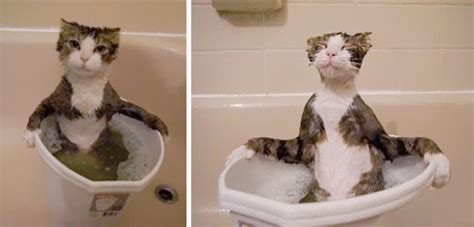 14 Crazy Cats That Actually Love Water Bored Panda