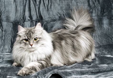 Cats — Siberian Beauty Cattery