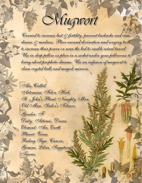 Book Of Shadows Herb Grimoire Mugwort By Conigma On Deviantart