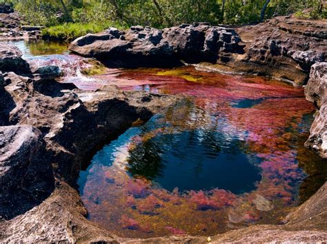 Caño Cristales Tour — The River Of Five Colors 4 Day