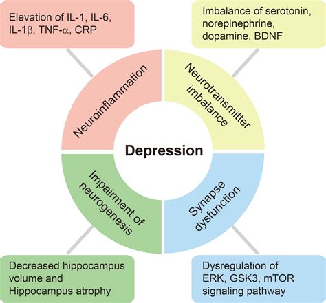 Frontiers Alleviation Of Depression By Glucagon Like Peptide 1 Through The Regulation Of