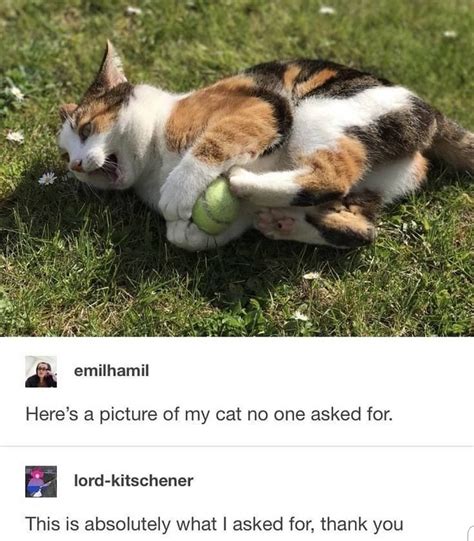 Pin On Cat Memes