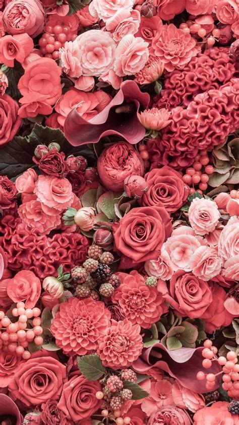 Wallpaper Iphonepink Rosesbeautiful ⚪ Цветы Цветочные