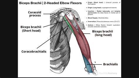 Brachialis And Biceps Brachii