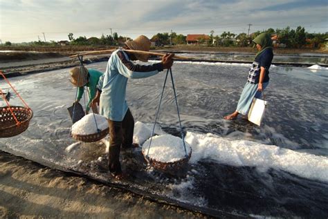 Yogyakarta Coba Produksi Garam Di Pantai Sepanjang Dan Samas