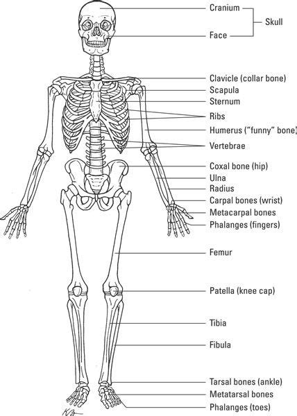 Learn About The Human Skeletal Systemabout Osteology The Study Of Bones The Axial Skeleto