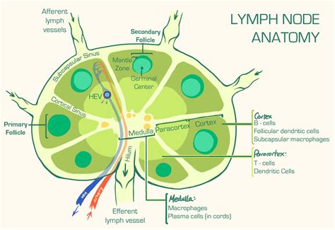 Lymph Node Follicle Anatomy