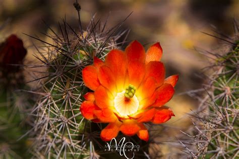 Monika Cheang Photography Llc Arizona In Spring