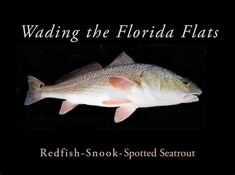 Wading The Florida Ed Mitchell Outdoors
