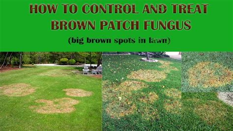 How To Control And Treat Fungus In St Augustine Grass Brown Patch