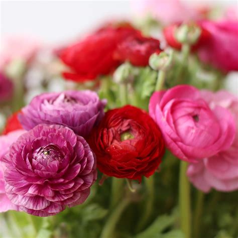 Ranunculus Tecolote® Mix Bulbs For Sale Very Berry Collection Easy