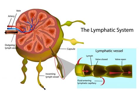The Lymphatic System Equilibrium