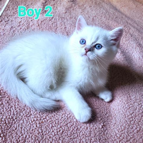 Super Cute Purebred British Shorthair Kittens With Blue Eyes Cats