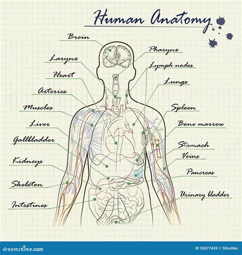 Diagramma Umano Di Anatomia Illustrazione Vettoriale Illustrazione Di