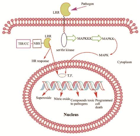 Plants Identify Pathogen Associated Molecular Patterns And Utilizes