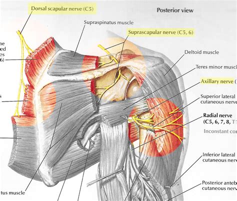 Dorsal Scapular Nerve Brachial Plexus Hd Png Download Kindpng Images And Photos Finder