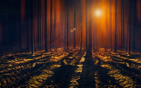 Sun Rays Wallpaper 4k Woods Tall Trees Shadow Dark Forest Sunbeam
