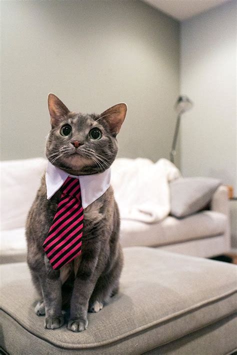 Business Cat Will See You Now Reyebleach