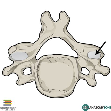 Superior Articular Process • Musculoskeletal Skeletal • Anatomyzone