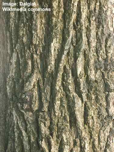 17 Elm Trees Leaves Bark Seeds Identification Guide Pictures