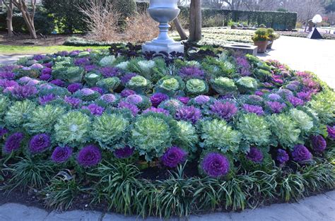Image Result For Decorative Cabbage Ornamental Kale Fall Flowers