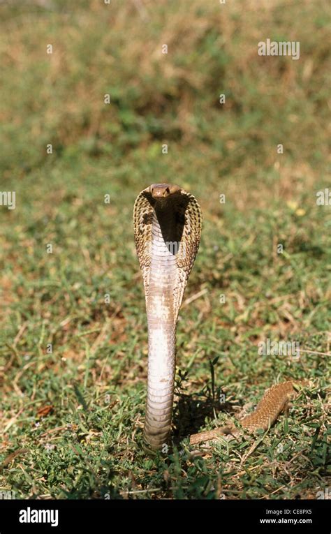 Maa 80433 Reptiles Snakes Cobra Indian Spectacled Cobra Naja Naja