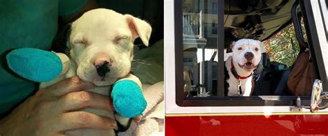 Pit Bull Badly Burned As Puppy Is Now Honorary Firefighter And Fire